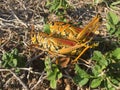 Orange grasshoppers mating Royalty Free Stock Photo