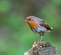 Orange and gray robin perched on a tree stump Royalty Free Stock Photo