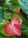 Orange & green Anthurium flower Royalty Free Stock Photo