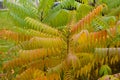 Orange and green autumnal foliage of Rhus typhina