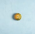 Orange-green beautiful pumpkin lies in the center of a square on a blue concrete background