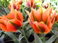 Orange green beautiful tulip flower of an unusual shape close-up. Royalty Free Stock Photo