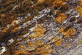 Orange and green coloured lichen on rock, texture background Royalty Free Stock Photo