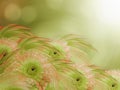 Orange-green dahlias flowers on green-sunny blurred background.