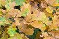 Orange fall oak leaves on twig Royalty Free Stock Photo