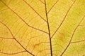 Orange-green fallen leaf with veins close-up. Autumn leaf texture Royalty Free Stock Photo