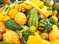 Orange and Green Gourds Welcoming the Fall Season Royalty Free Stock Photo