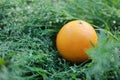 An orange on green grass lawn at sunny day in summer spring park garden forest balance healthy life fruit Royalty Free Stock Photo