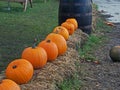 Orange and Green Halloween Pumpkins on straw bales Royalty Free Stock Photo