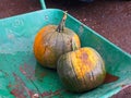 Orange and Green Halloween Pumpkins  in a wheel barrow Royalty Free Stock Photo