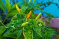 Orange and green hot chili peppers Royalty Free Stock Photo
