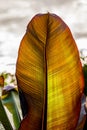 Orange green huge leaf Royalty Free Stock Photo
