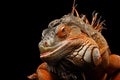 Orange green iguana isolated on black background