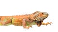 Orange green iguana isolated on white background Royalty Free Stock Photo