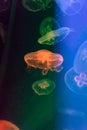 Orange and green jellyfish on dark background
