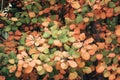 Orange and green leaves, autumn background