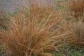 Leatherleaf sedge clumps Royalty Free Stock Photo