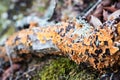 Orange and green lichen growing on a decaying log Royalty Free Stock Photo