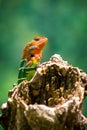Orange and green lizard on a tree. Ella, Sri Lanka. beautiful green bokeh with light in the background Royalty Free Stock Photo