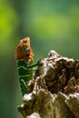 Orange and green lizard on a tree. Ella, Sri Lanka. beautiful green bokeh with light in the background Royalty Free Stock Photo