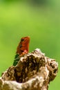 Orange and green lizard on a tree. Ella, Sri Lanka. beautiful green bokeh with light in the background Royalty Free Stock Photo