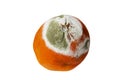 Orange with green mold. Isolated on white background Royalty Free Stock Photo