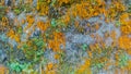 Orange and Green Moss that Thrives on the Surface of a Stone Wall Royalty Free Stock Photo