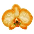 Orange green orchid flower isolated white background with clipping path. Flower bud close-up. Royalty Free Stock Photo