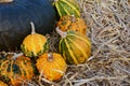 Orange and green ornamental gourds against dark green gourd