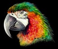 Orange green parrot on black. Realistic detailed pencil drawing.