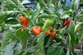 Orange and green peppers on a branch