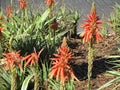 Orange and green plants Royalty Free Stock Photo