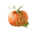 Orange green pumpkin, isolated on the white background