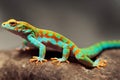 Orange green salamander with long tail stopped to rest on stone.