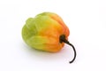 Orange and green scotch bonnet chilli pepper