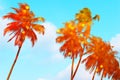 Orange green sunlight light on coconut tree on the summer sea vacation on blue sky nature background Royalty Free Stock Photo