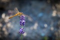 Sympetrum Dragonfly on Lavender Buds