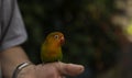 a parrakeet bird sitting on hand of a man Royalty Free Stock Photo