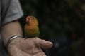 a parrakeet bird sitting on hand of a man Royalty Free Stock Photo