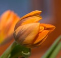 Orange green tulip Royalty Free Stock Photo