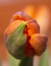 Orange green tulip Royalty Free Stock Photo