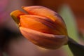 Orange green tulip Royalty Free Stock Photo