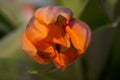 Orange green tulip Royalty Free Stock Photo