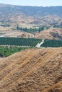 Orange Grove from Above Royalty Free Stock Photo