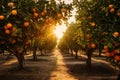 An orange grove brimming with ripe oranges on its lush trees, A panoramic view of an orange grove under a radiant sun, AI Royalty Free Stock Photo