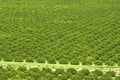 Orange grove in Florida rural farmlands with rows of citrus trees growing on a sunny day Royalty Free Stock Photo