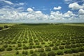 Orange grove in Florida rural farmlands with rows of citrus trees growing on a sunny day Royalty Free Stock Photo