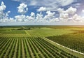 Orange grove in Florida rural farmlands with rows of citrus trees growing on a sunny day Royalty Free Stock Photo