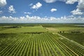 Orange grove in Florida rural farmlands with rows of citrus trees growing on a sunny day Royalty Free Stock Photo