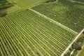 Orange grove in Florida rural farmlands with rows of citrus trees growing on a sunny day Royalty Free Stock Photo